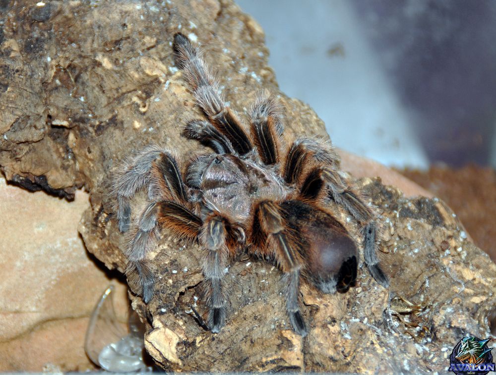 spinni Foto & Bild tiere, wildlife, spinnen Bilder auf