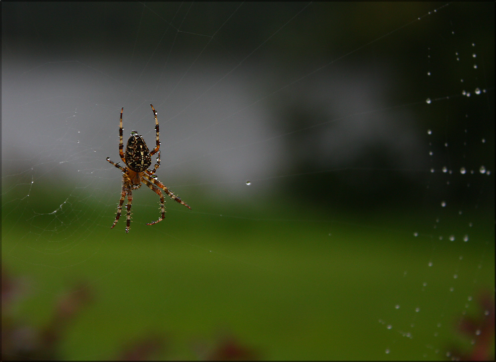 Spinning in the rain II