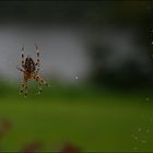 Spinning in the rain II