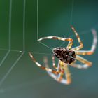 Spinning Spider (2)