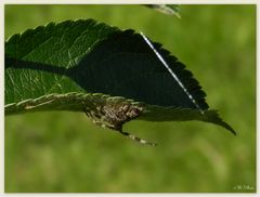 Spinnlein am Mittag...?