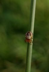 Spinnlein an Gräslein