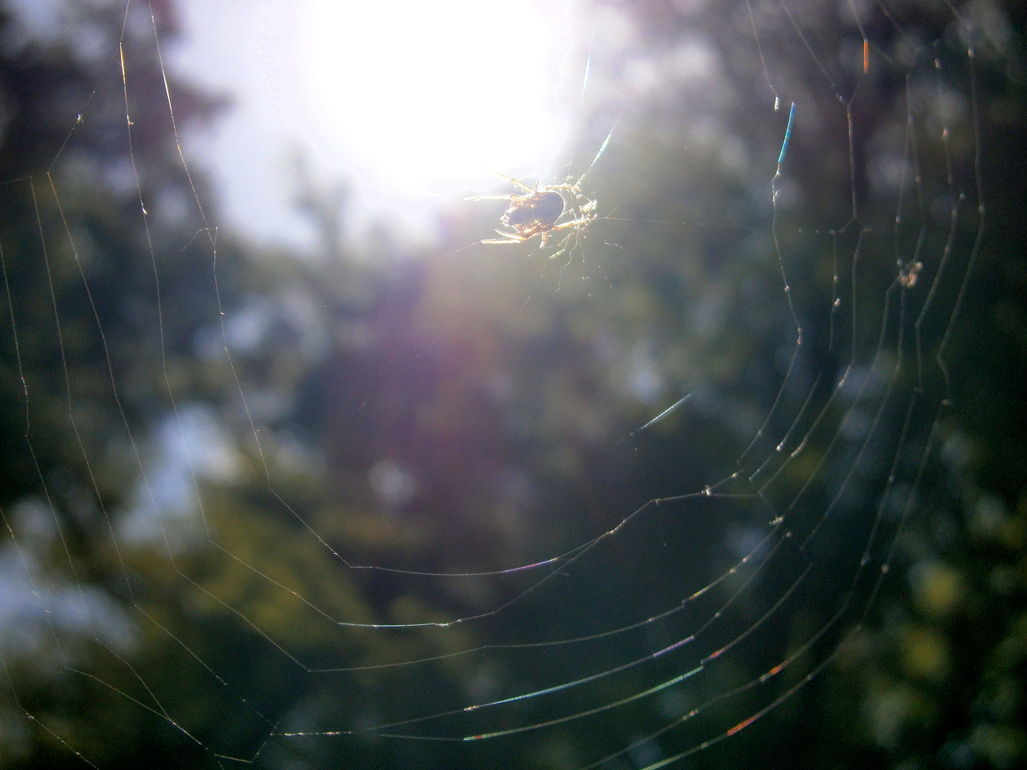 Spinnlein im Netz