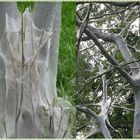 Spinnmilben auf den Bäumen
