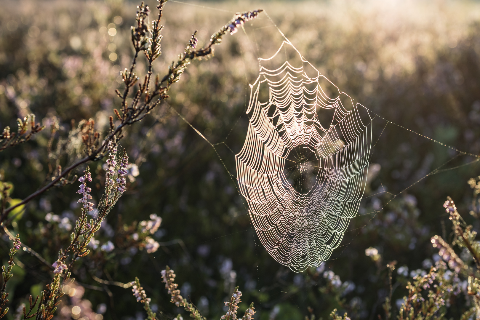 Spinnnetz in der Heide