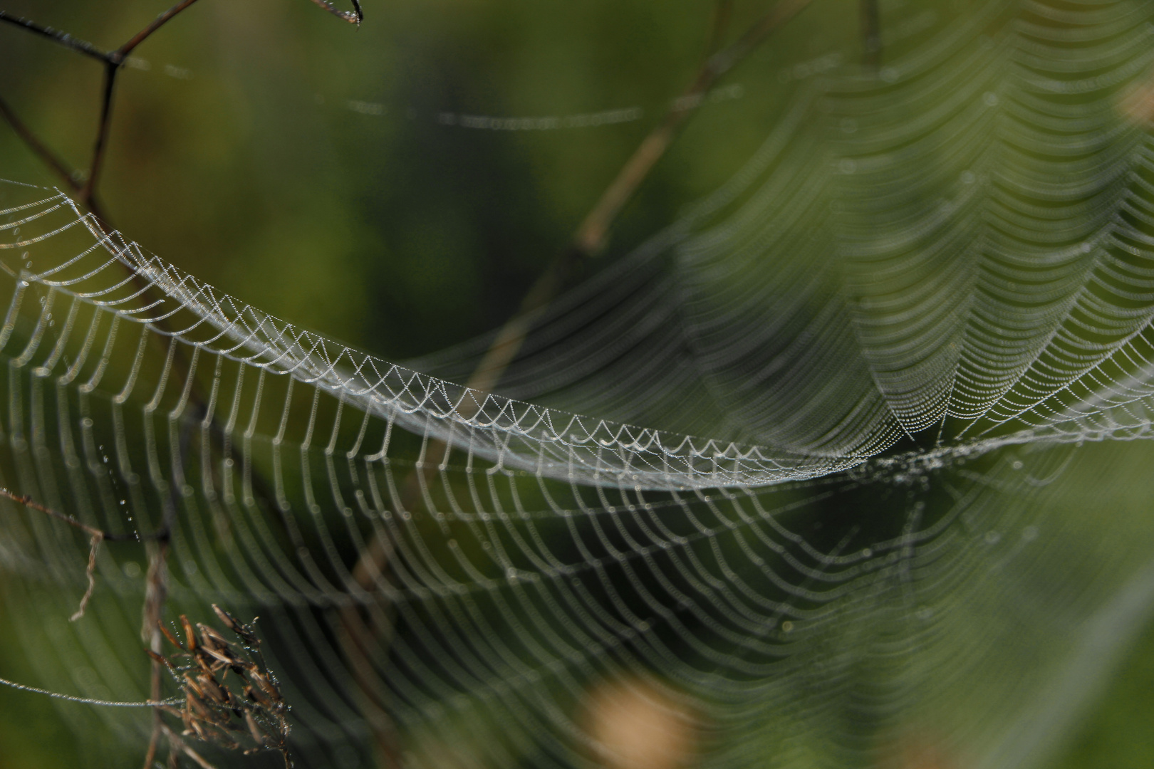 Spinnnetz Schönheiten mit Morgentau