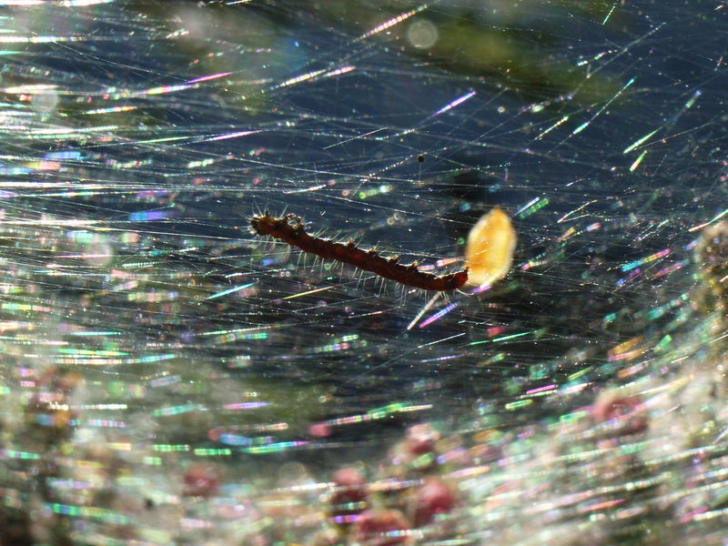 Spinnraupe im Regenbogenland