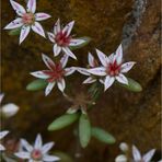 Spinnweb-Hauswurz (Sempervivum arachnoideum)