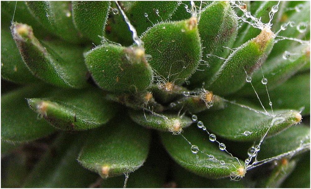 Spinnweb-Hauswurz (Sempervivum arachnoideum) - auch Dickblatt genannt von GertiWR 