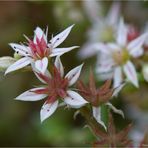 Spinnweb-Hauswurz (Sempervivum arachnoideum).