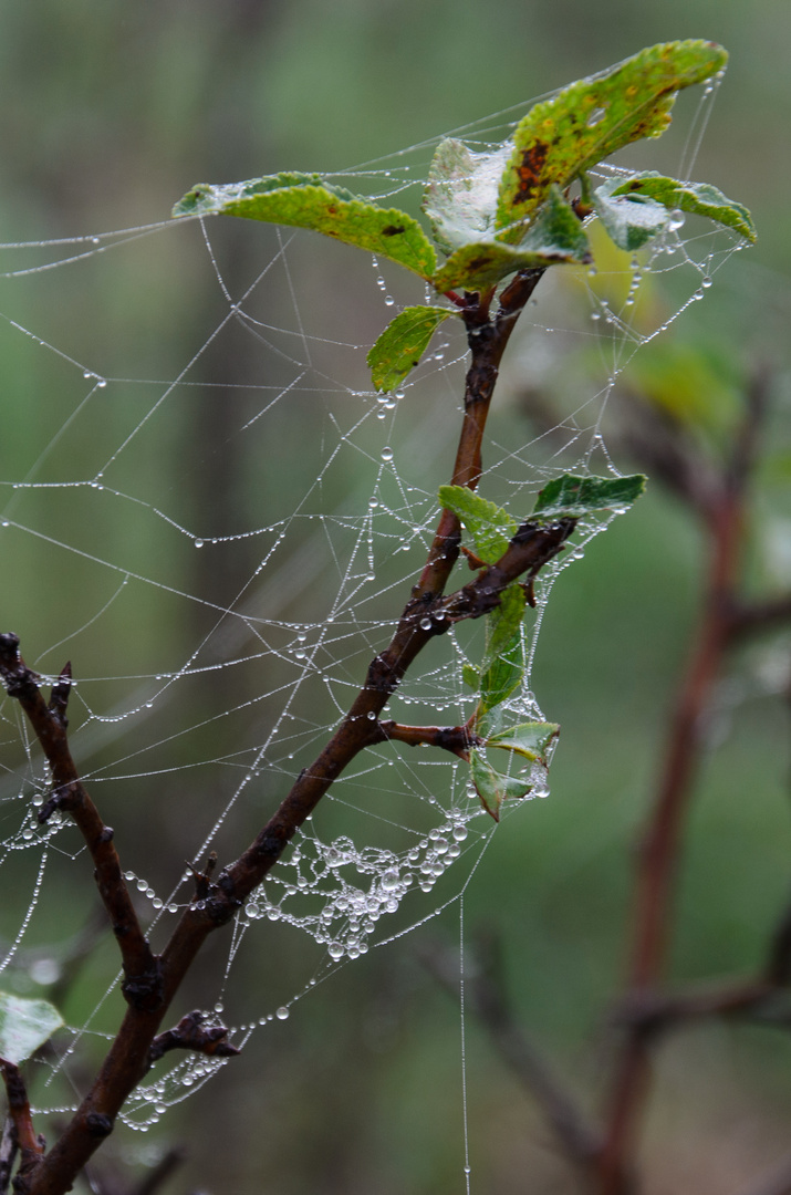 Spinnwebe im Regen