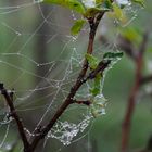 Spinnwebe im Regen