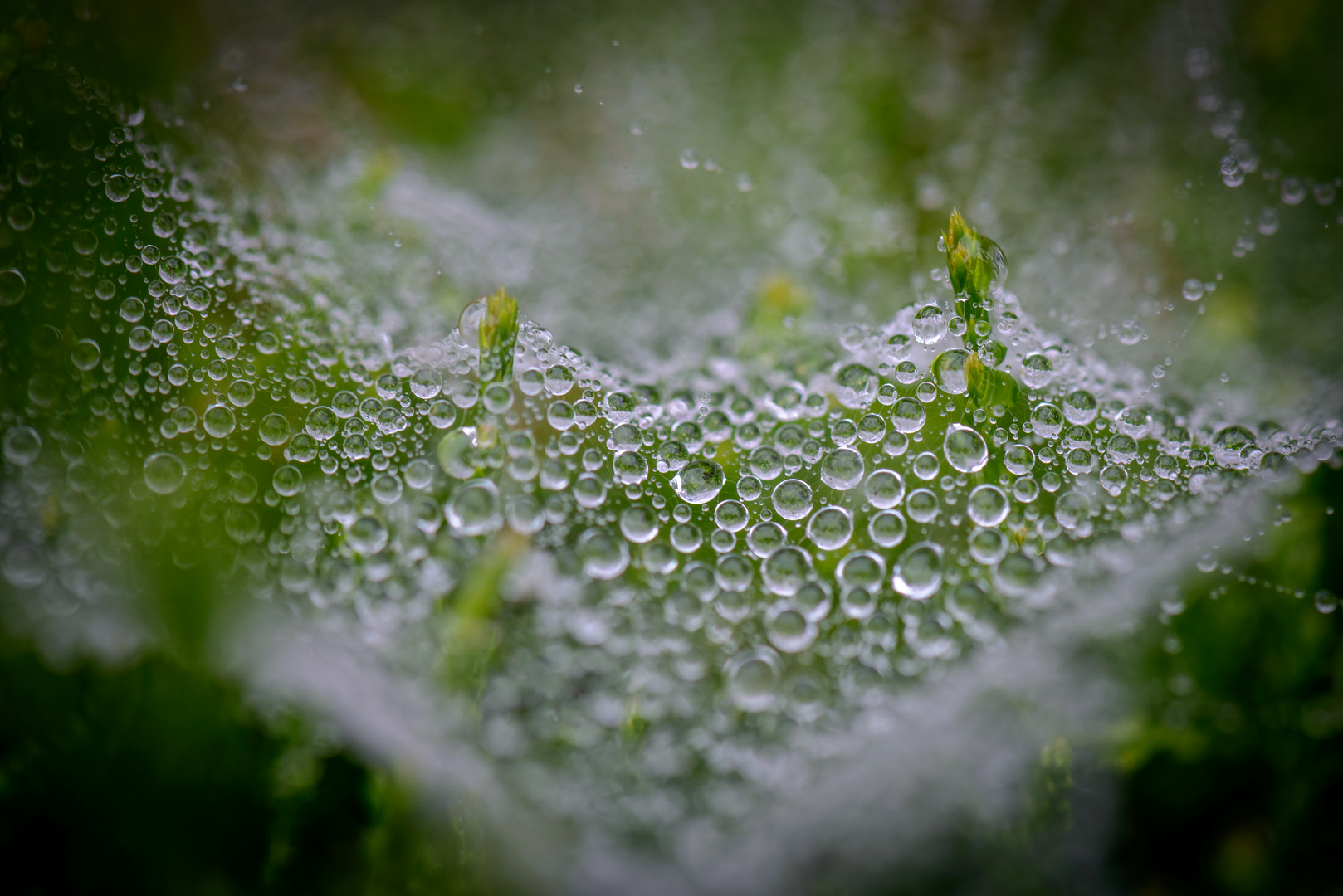 Spinnwebe im Regen