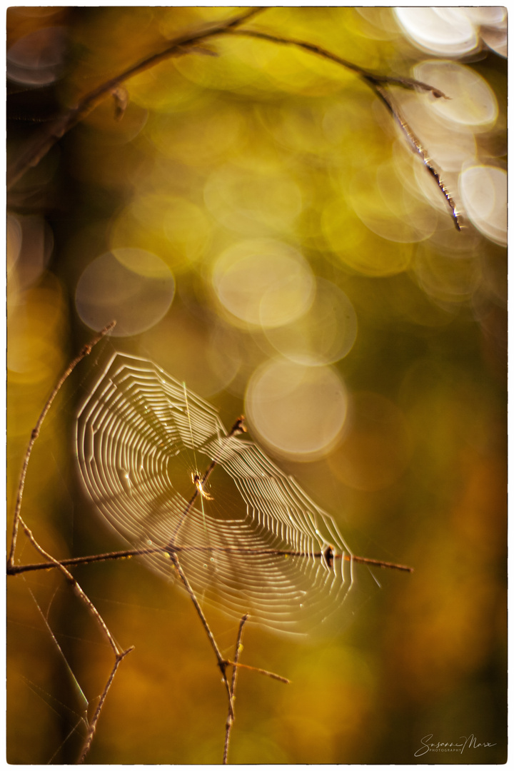 Spinnwebe im Wald