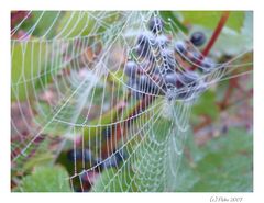 Spinnwebe im Weinberg