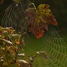 Spinnwebe  mit färbigem Blatt