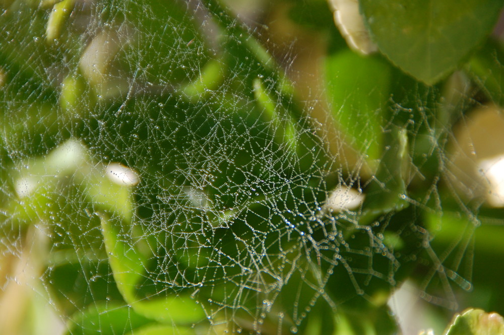 Spinnwebe mit Tautropfen