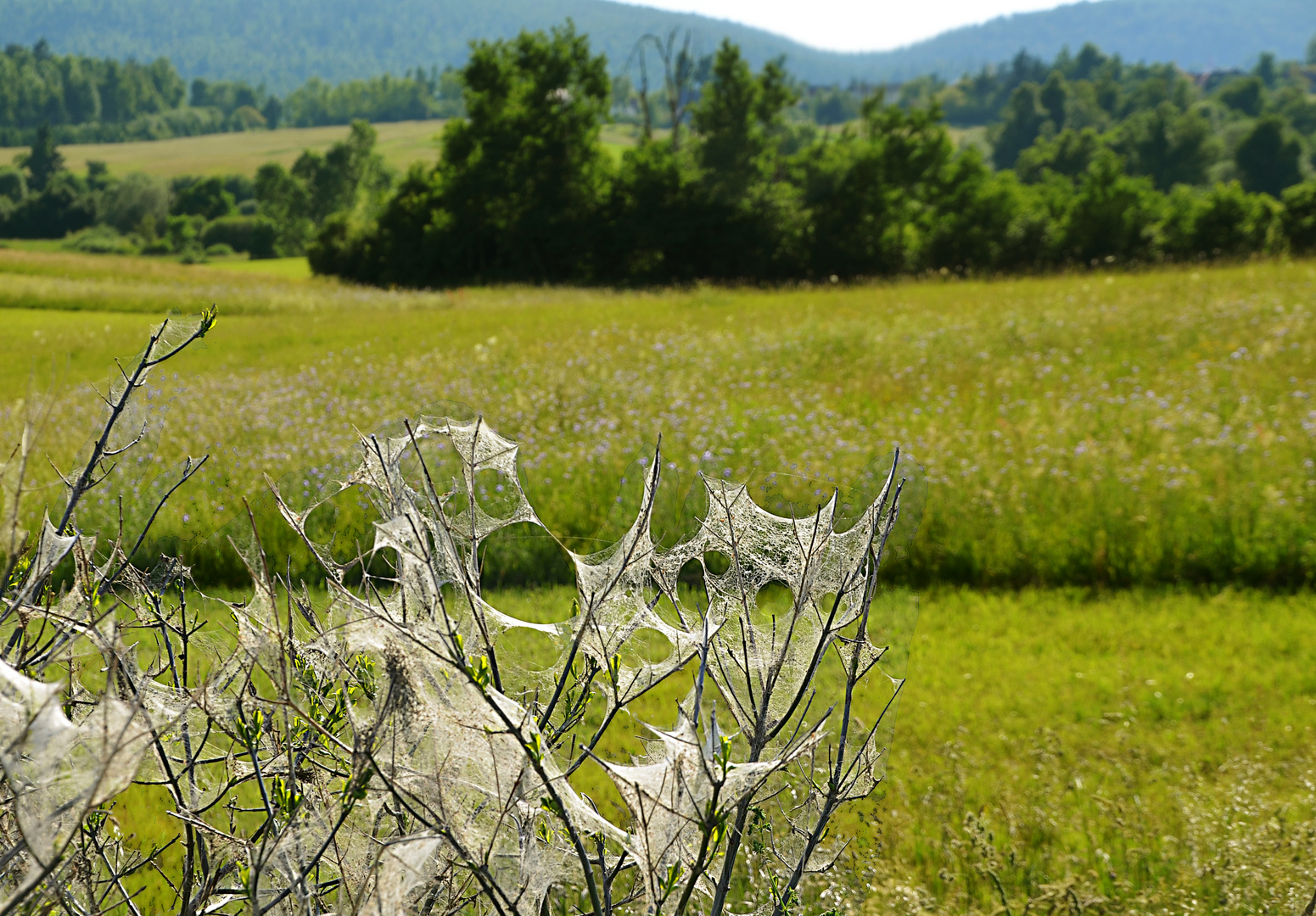 Spinnweben Foto & Bild natur, tiere, spinnweben Bilder auf