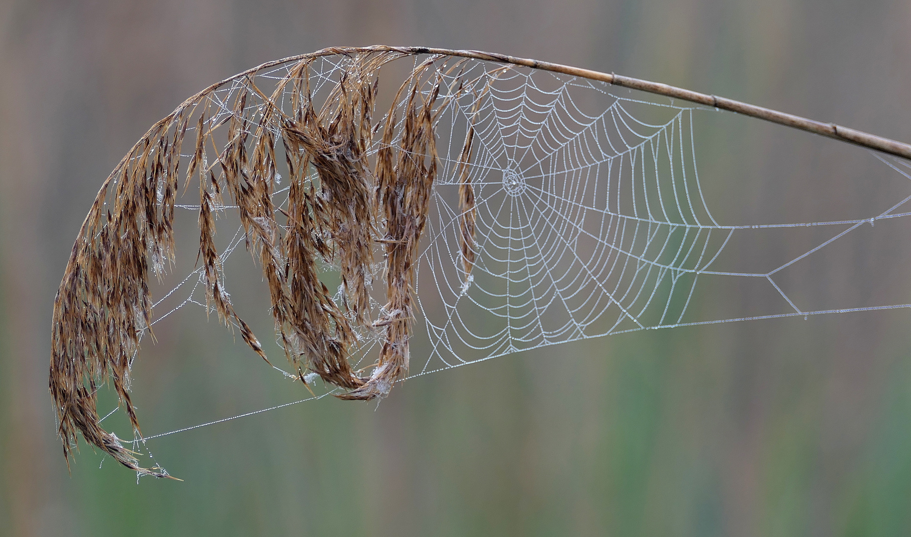 Spinnweben Foto & Bild tiere, wildlife, spinnen Bilder auf
