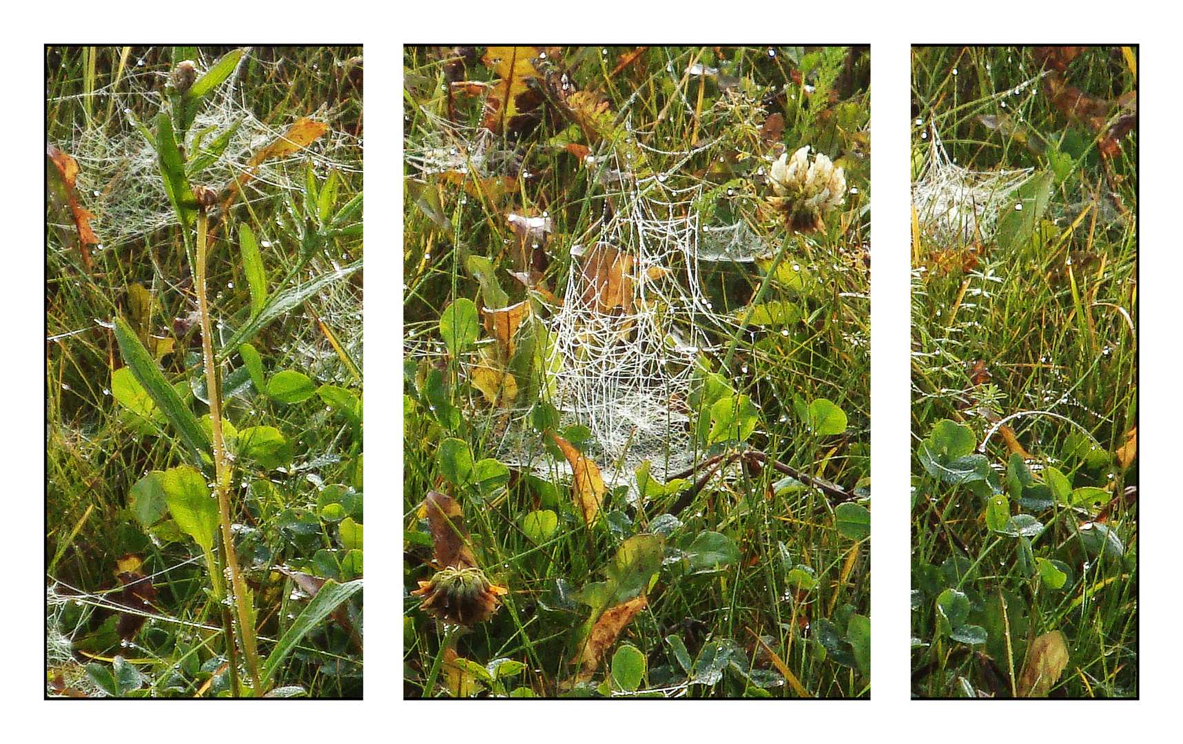 Spinnweben im Gras Tryptichon