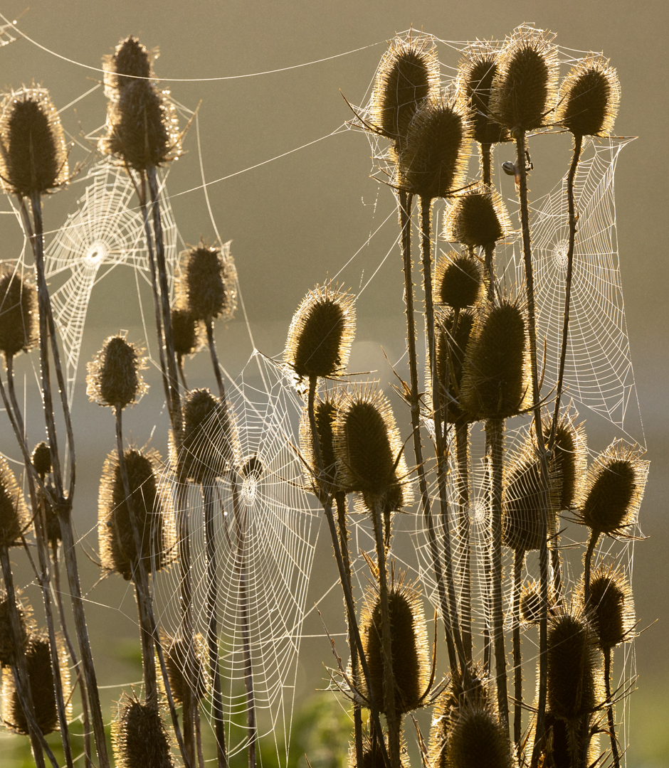 Spinnweben im Herbst