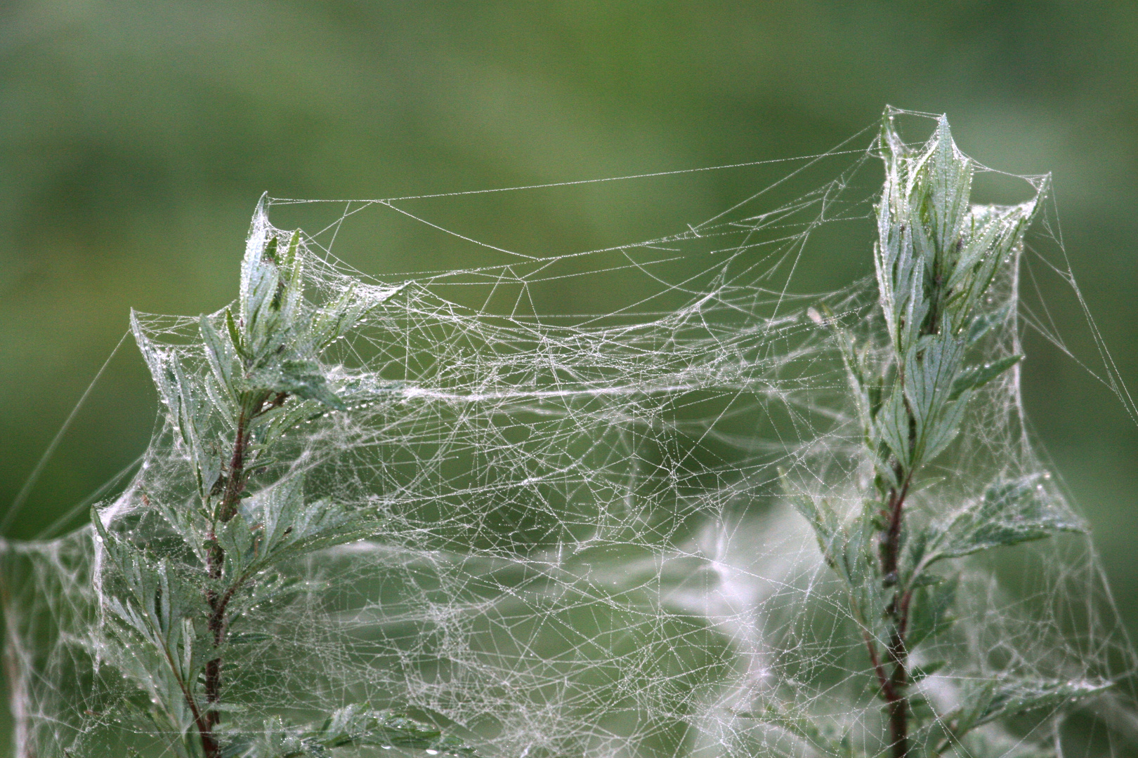 Spinnweben im Herbst