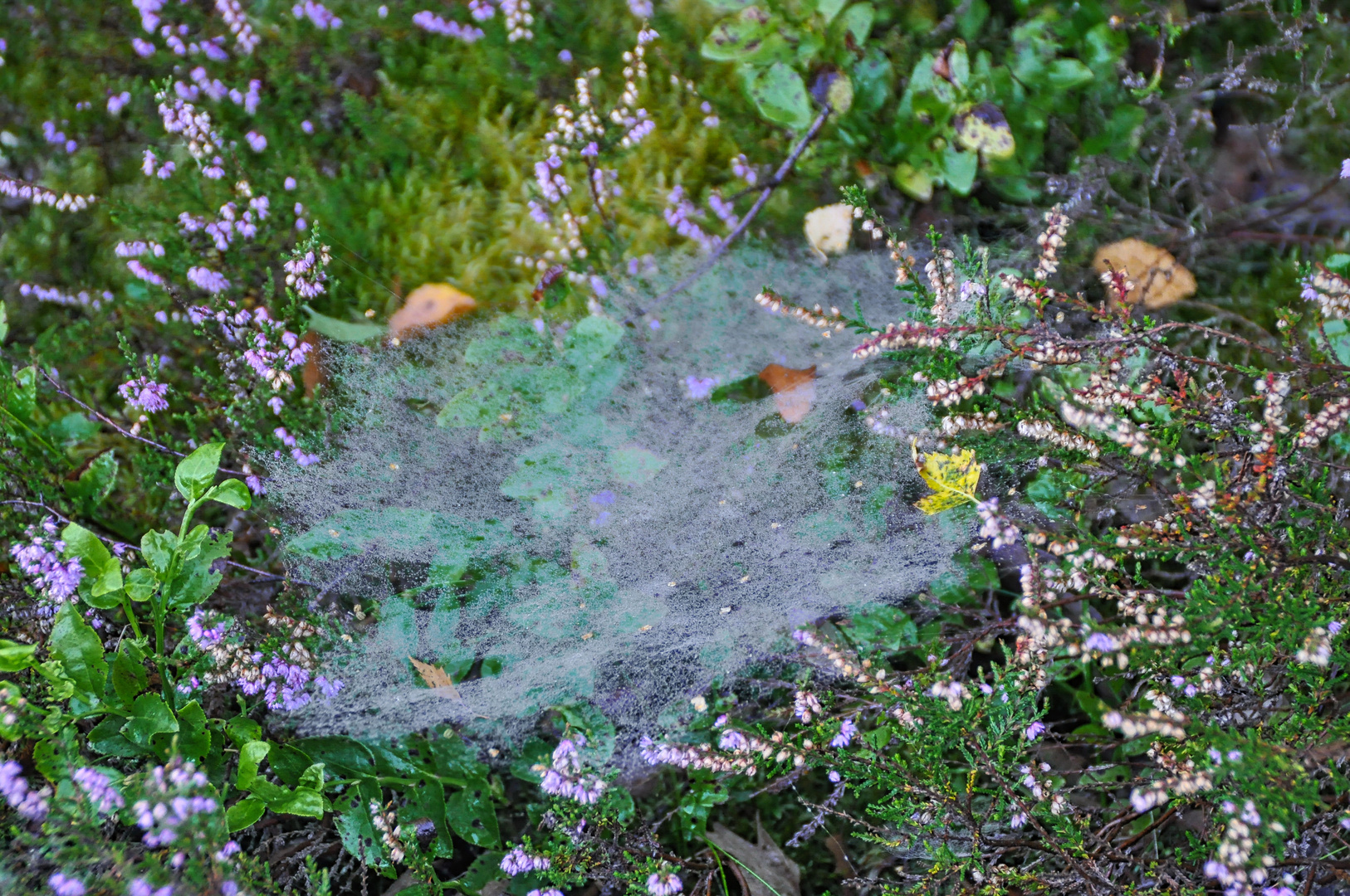 Spinnweben im Herbst (I)