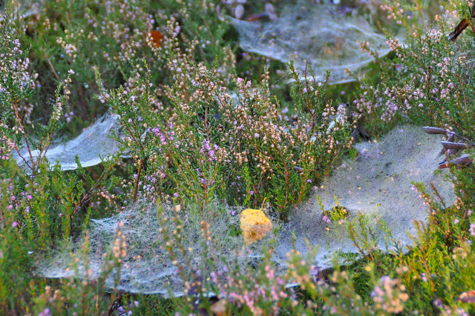 Spinnweben im Herbst (II)