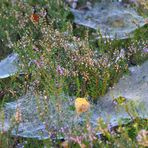 Spinnweben im Herbst (II)