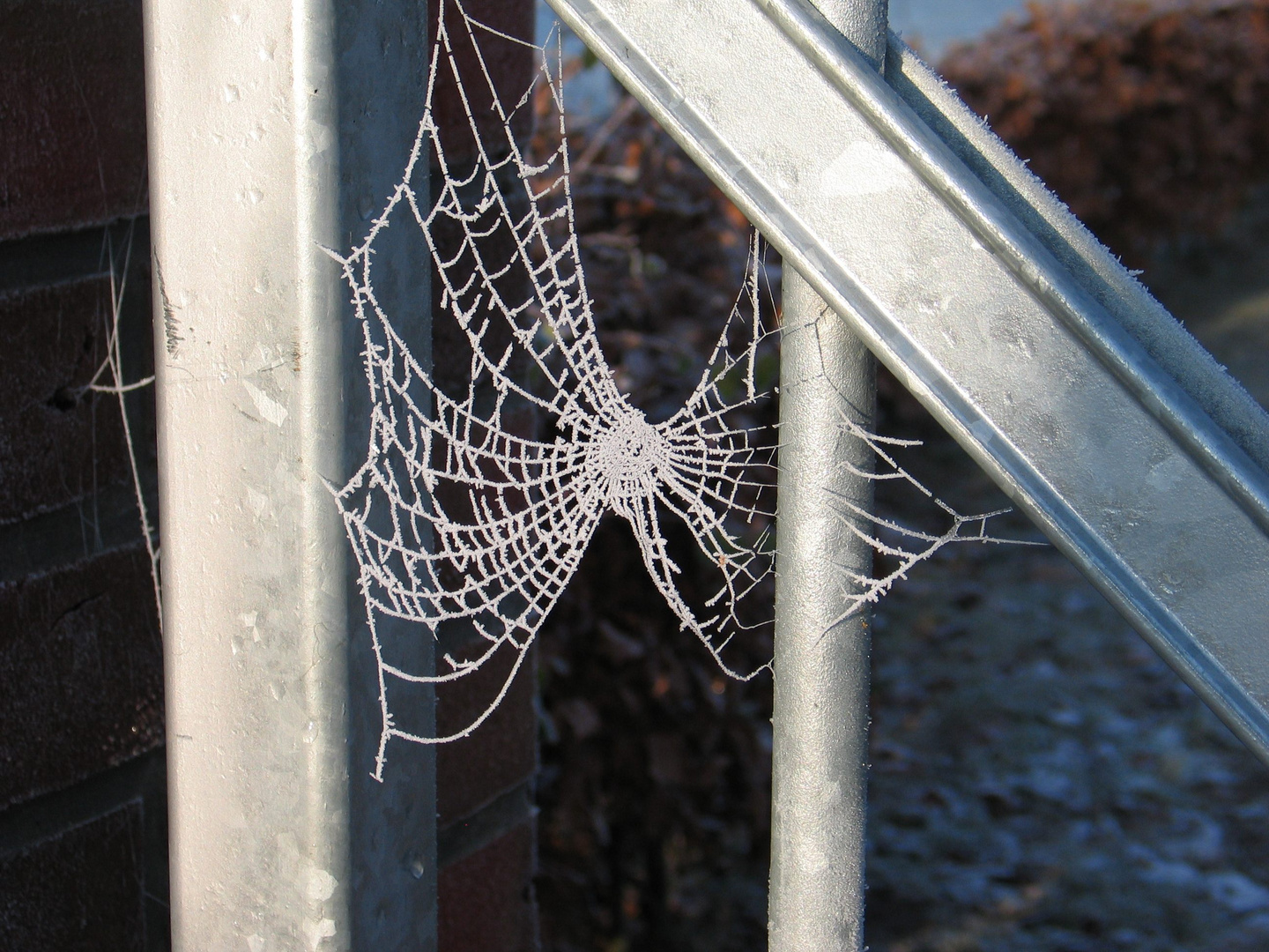 Spinnweben im Winter