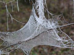 Spinnweben mit gefrorenem Morgentau, 23.11.2011