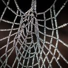 Spinnweben mit Raureif #7