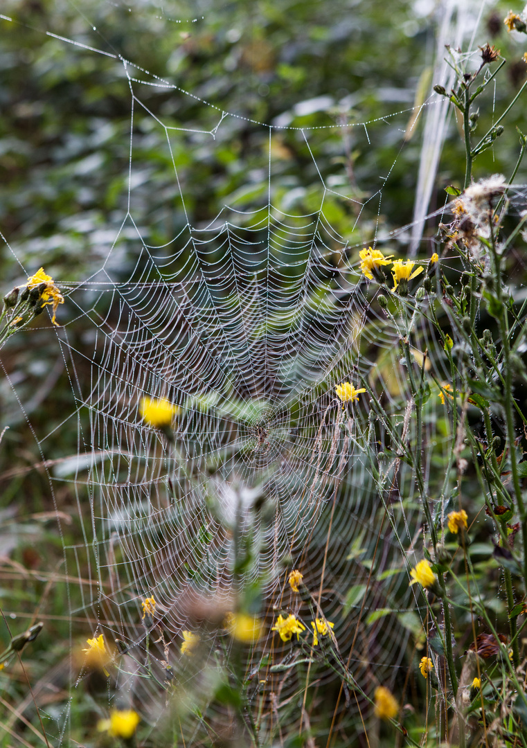 Spinnweben  (Weiben)