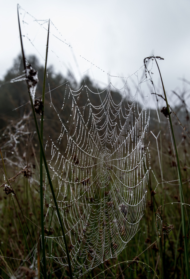 Spinnweben  (Weiben)