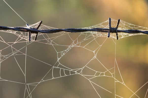 Spinnwebendurchblick