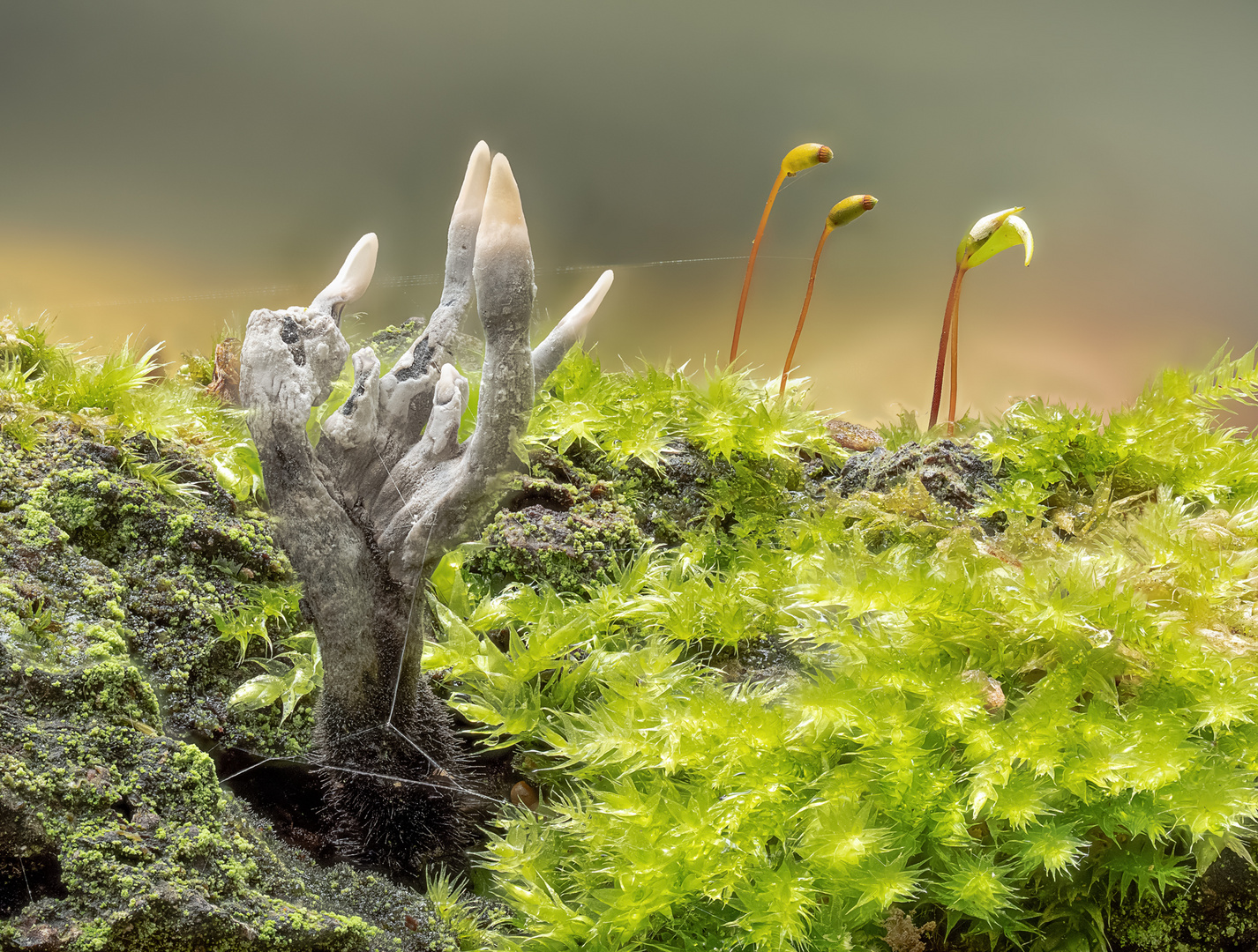 "Spinnwebenharfe, spider web harp" Geweihförmige Holzkeule Xylaria hypoxylon