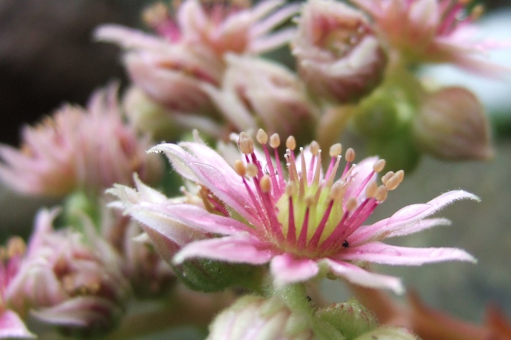 Spinnwebhauswurz ( Sempervivum arachnoideum )