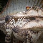Spinosaurus - Braunschweig