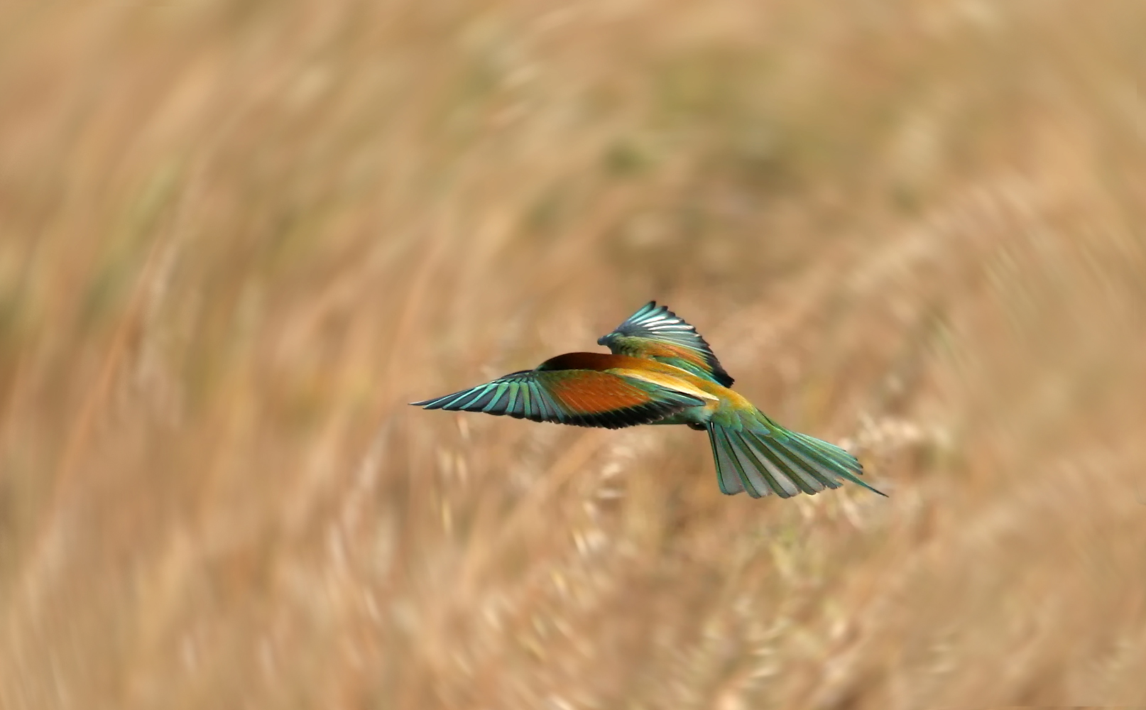 Spint, Merops Apiaster...