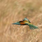 Spint, Merops Apiaster...