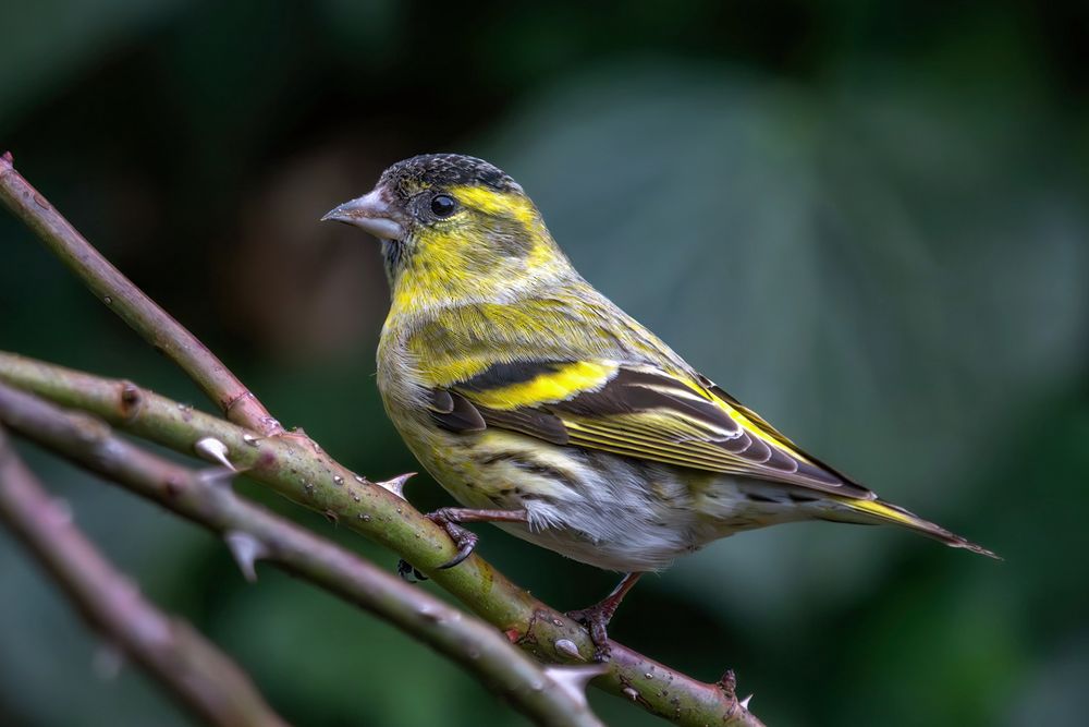 Spinus Spinus Foto & Bild tiere, wildlife, wild lebende vögel Bilder