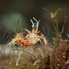 Spiny Tiger Shrimp