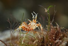 Spiny Tiger Shrimp