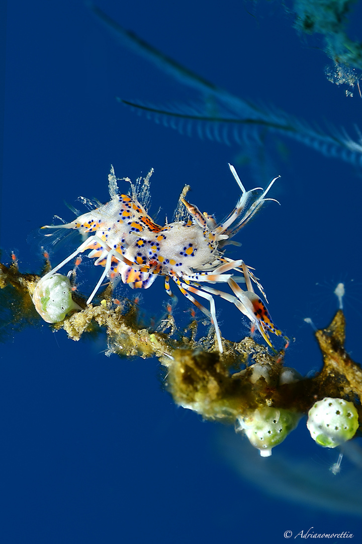 spiny tiger shrimp 