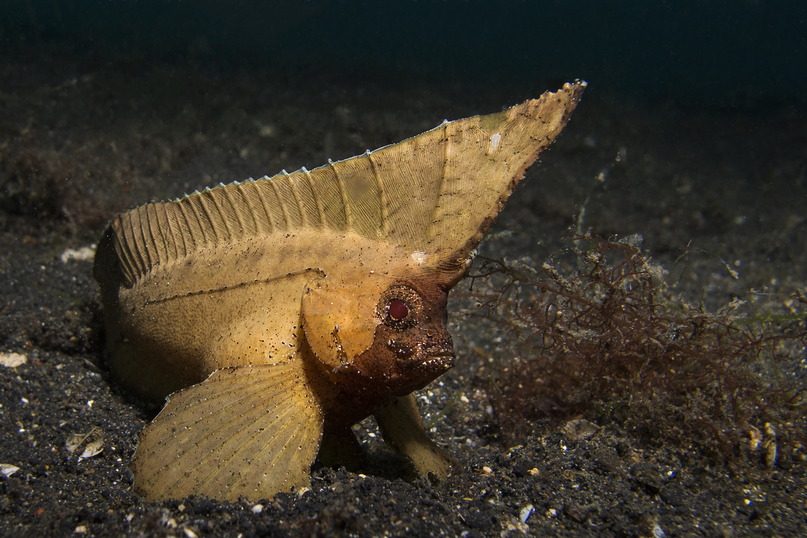 Spiny Waspfish