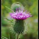 spiny wildflower