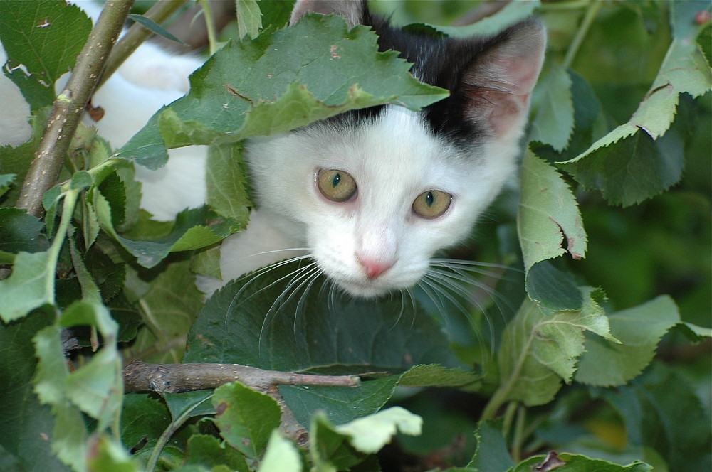 Spion im Baum