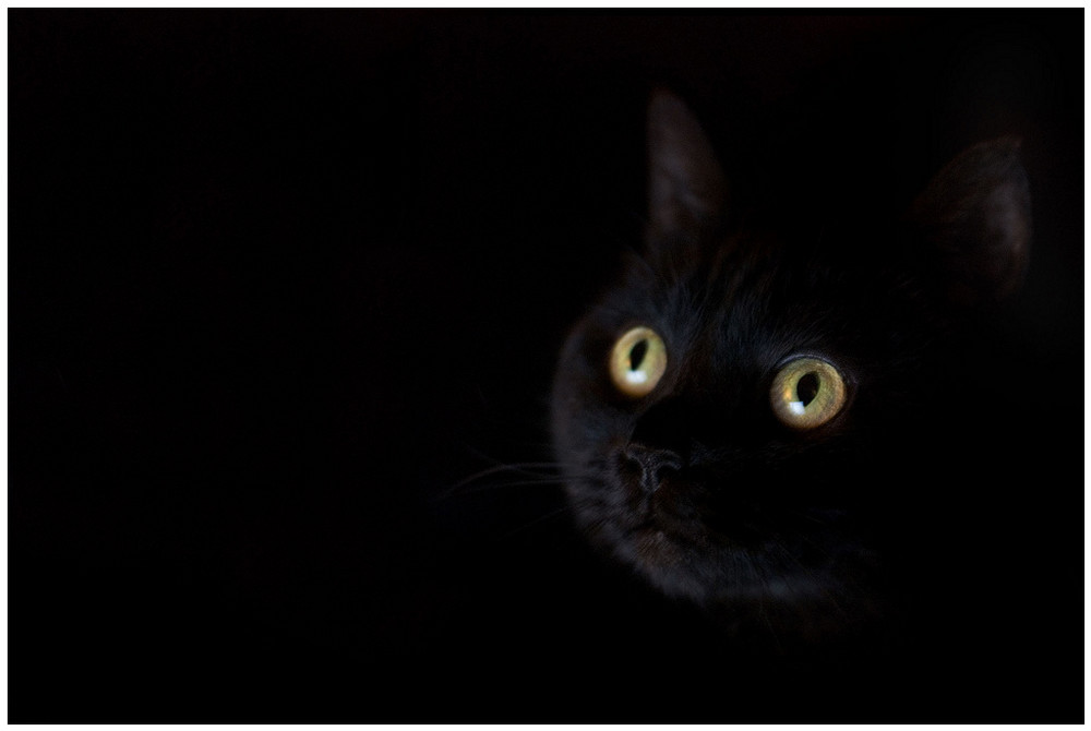 Spion Im Dunkeln Foto Bild Tiere Haustiere Katzen Bilder Auf Fotocommunity