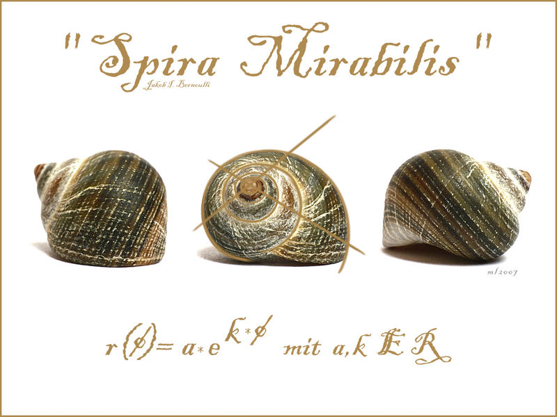 Spira Mirabilis