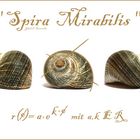 Spira Mirabilis